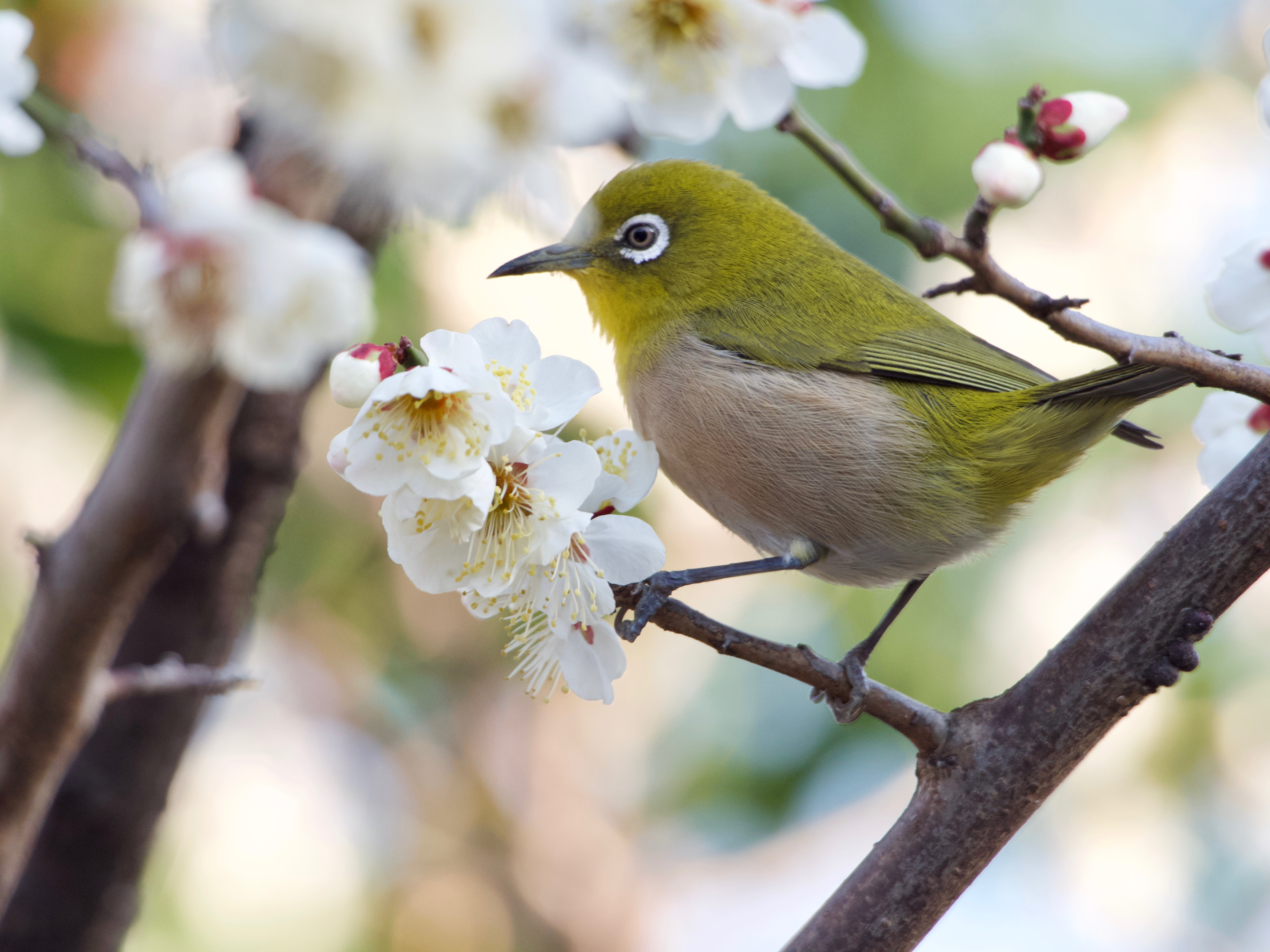 超望遠の世界へGo！M.ZUIKO ED 75-300mm F4.8-6.7 II | じゃんぱら